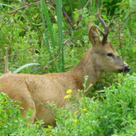 La Tiny Des 3 Pics 3*