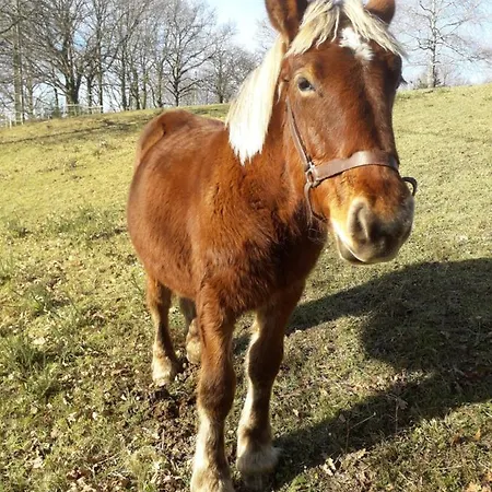La Tiny Des 3 Pics Gasthof
