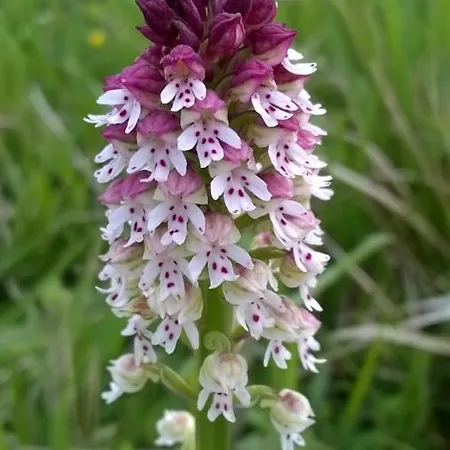 La Tiny Des 3 Pics Bartrés