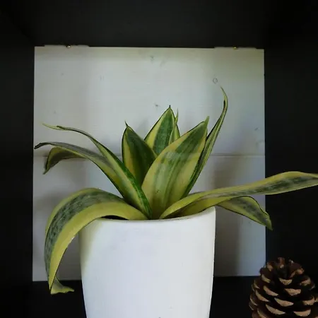 La Tiny Des 3 Pics 3* Bartrés