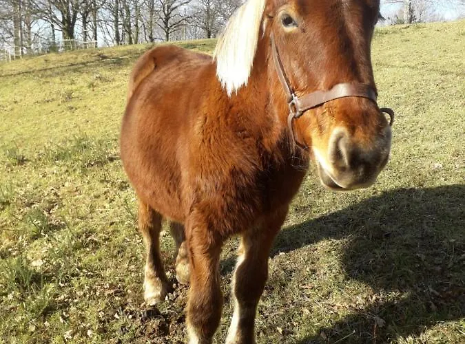 La Tiny Des 3 Pics Гостевой дом