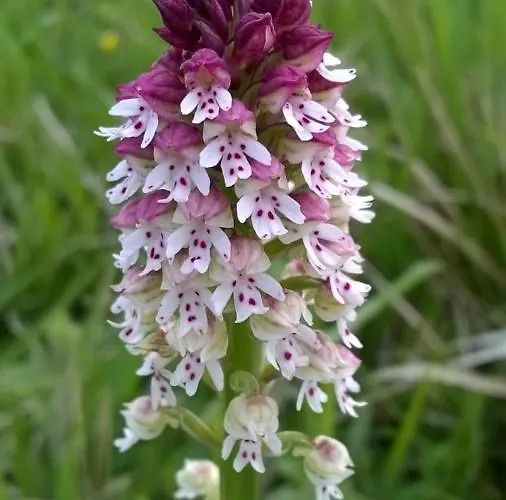 La Tiny Des 3 Pics Bartres