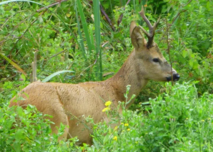 La Tiny Des 3 Pics 3*