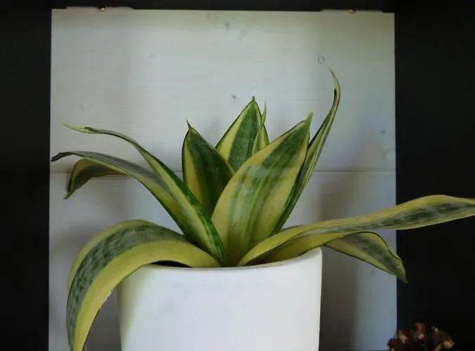 La Tiny Des 3 Pics 3* Bartres