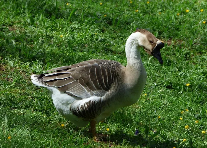 La Tiny Des 3 Pics Bartres