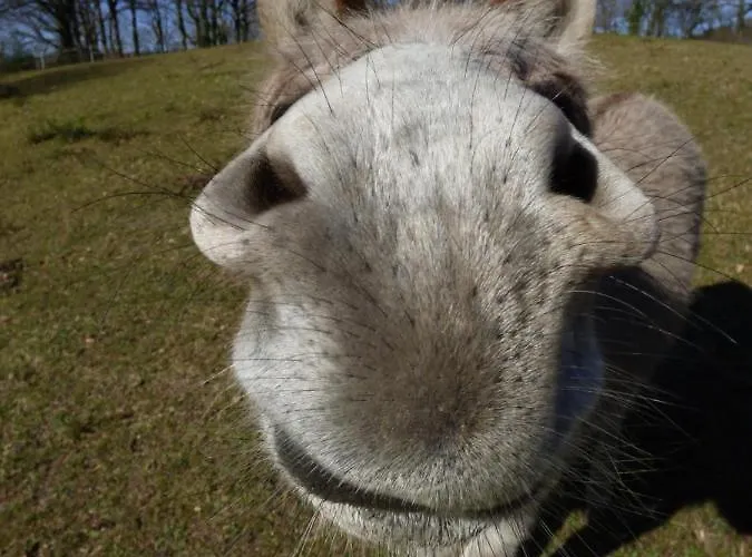 La Tiny Des 3 Pics Гостевой дом Bartres